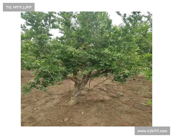 高地红石榴种植的十大关键要点及成功技巧分享 高地红石榴种植的十大关键要点及成功技巧分享